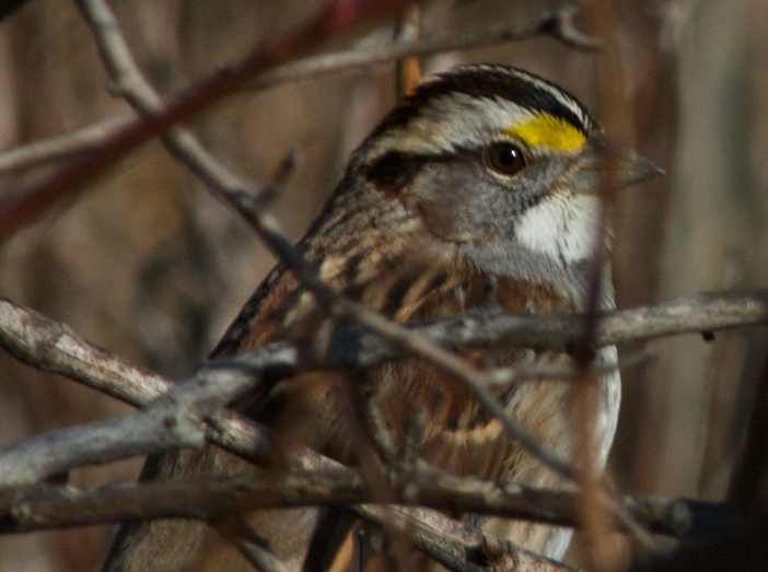 Fall Birding image